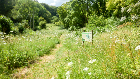 Crong Meadow at BBOWT's Dancersend nature reserve near Aylesbury. Picture: Mick Jones