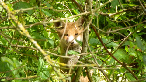A fox cub at BBOWT's Dancersend nature reserve near Aylesbury. Picture: Mick Jones