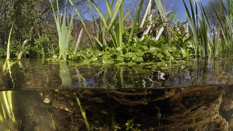 View of a pond at water level