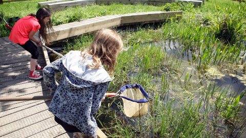 Children pond dipping at Sutton Courtenay Environmental Education Centre (SCEEC) as part of a school trip. Picture: Ric Mellis 