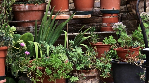 Plants on a patio with a chair