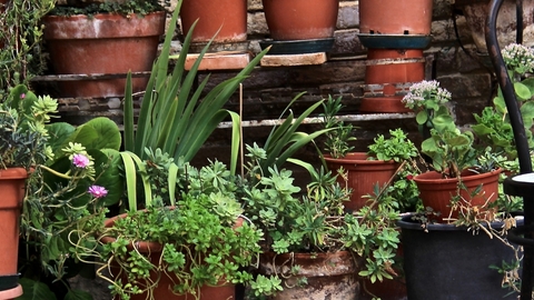 Plants on a patio with a chair