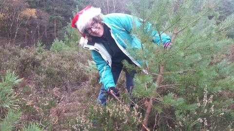 A person cutting down a Christmas tree