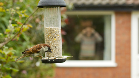 Bird feeder - Ben Hall/2020VISION
