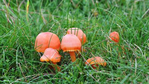 Hygrocybe reidii fungus. Picture: Peter Creed