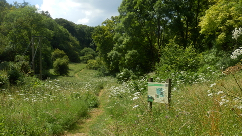 A view of Crong meadow on the Dansersend reserve
