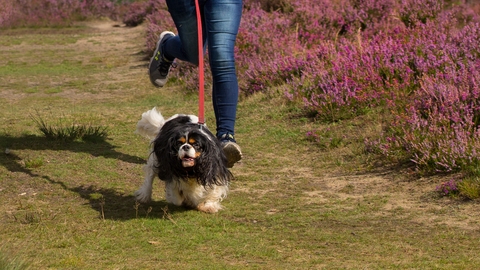 Girl with a dog on a lead in a nature reserve