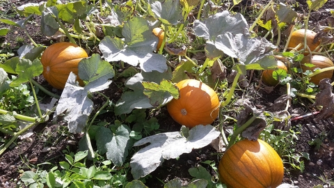 Some pumpkins growing in the sun