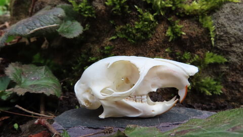 Grey squirrel skull
