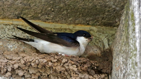 A nesting house martin. Picture: Margaret Holland
