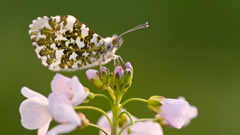 Orange-tip butterfly on cuckooflower by Ross Hoddinott 2020VISION