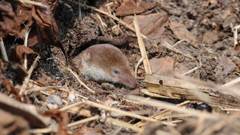 Common shrew