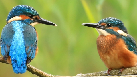 Rangers Online Wildlife Club | Berks, Bucks & Oxon Wildlife Trust Rangers Online Wildlife Club | Berks, Bucks & Oxon Wildlife Trust