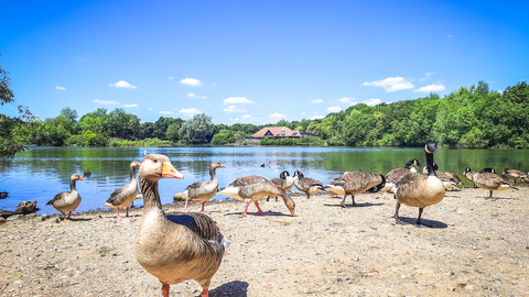 Geese on the lake at the Nature Discovery Centre