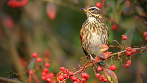 A redwing perched on a branch of red berries