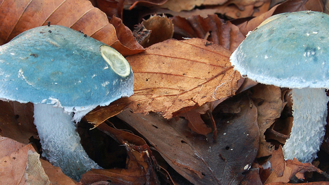 a pair of greenish blue mushrooms sit in leaf litter