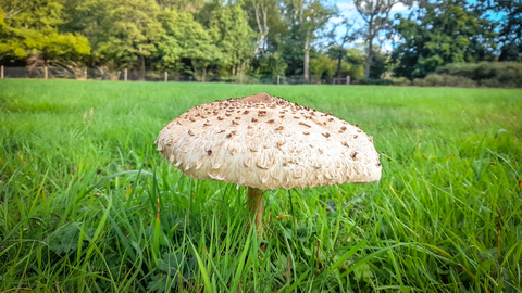 A parasol mushroom at BBOWT's Moor Copse nature reserve. Picture: Tom Hayward