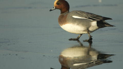 A male wigeon walks on a patch of ice