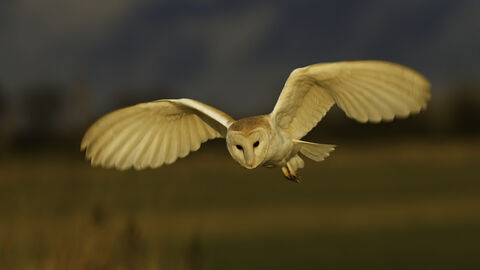 Barn Owl in flight