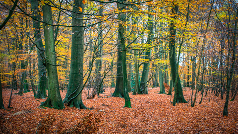 Beech trees in autumn at Hog and Hollowhill Woods