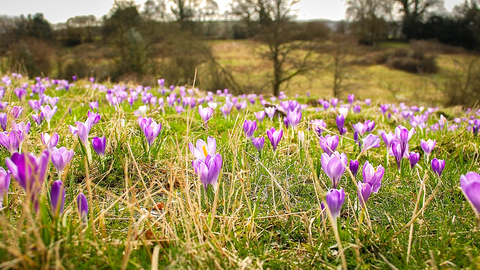 Inkpen Crocus Field