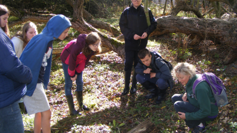 A group of teenagers examine the forest floor