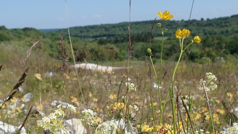 A view over rocky ground with buttercups and umbellifers in flower