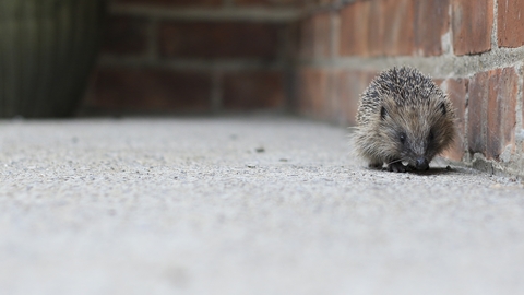 Hedgehog walking along a brick wall and concrete floor