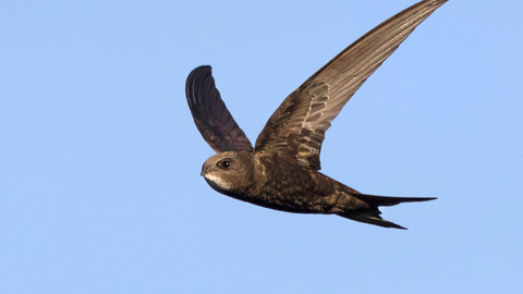 Common swift in flight by Jon Hawkins