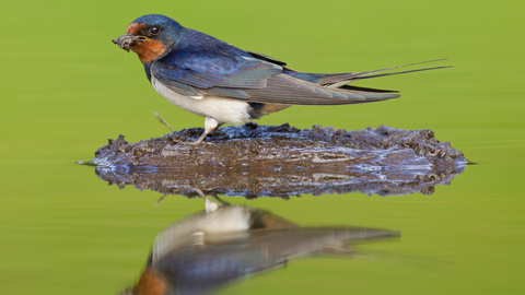 Swallow collecting mud for nest building