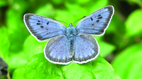Large Blue butterfly on a leaf