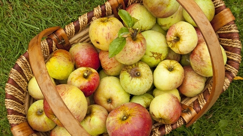A crop of red and green apples gathered in a woven basket