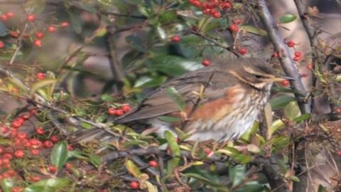 A bird sits in a tree surrounded by red berries