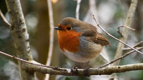 A robin sits on a twig