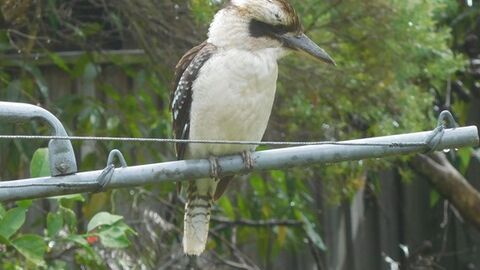 A kookaburra bird sits on a washing line