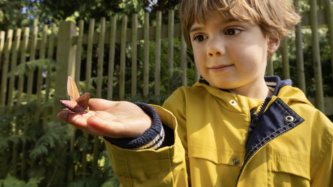 Young child is holding a moth outside. He is about 4 years old and is holding an Elephant Hawk-moth, which is pink. The child is looking at the moth and is wearing a yellow raincoat. 