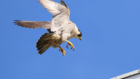 Peregrine falcon landing on a building