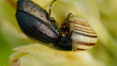 A black snail beetle pushing its head inside the shell of a snail to feed on the unfortunate mollusc