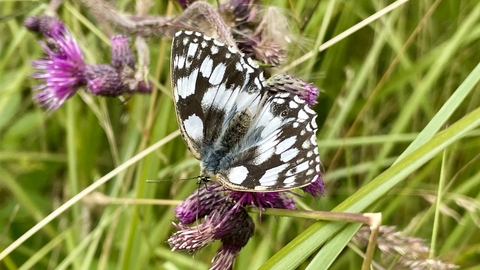 Marbled white butterfly on grass and purple flowers