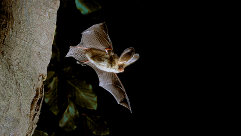 A brown long-eared bat flying out from a tree at night