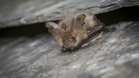 A brown long-eared bat emerging from a gap between roof tiles