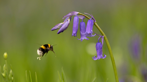 Bee flying towards a bluebell flower