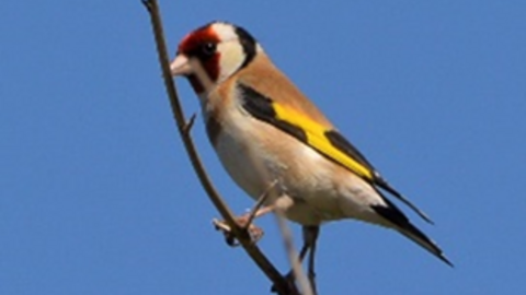 European Goldfinch by Mike Weston