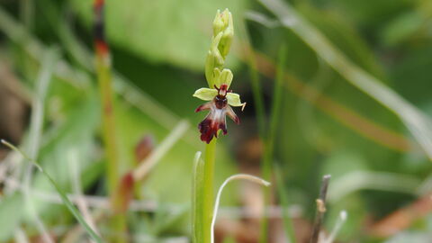 Fly orchid