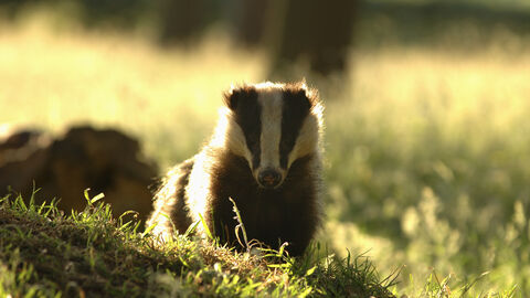 Badger © Andrew Parkinson/2020VISION
