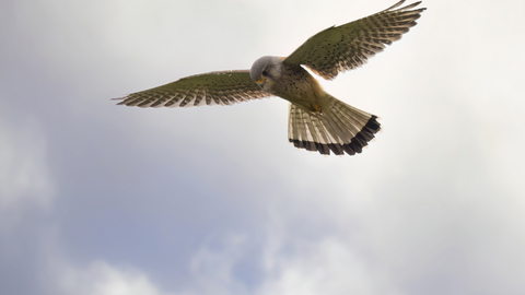 A kestrel hovering against a cloudy sky