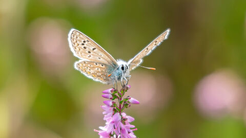 Common blue butterfly on ling