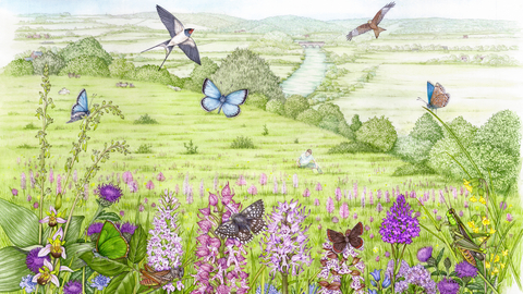 Illustration of Hartslock Nature Reserve showing green meadows, flowers, birds and butterflies