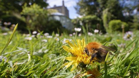 Common carder bee on a dandelion growing on a lawn with daisies behind