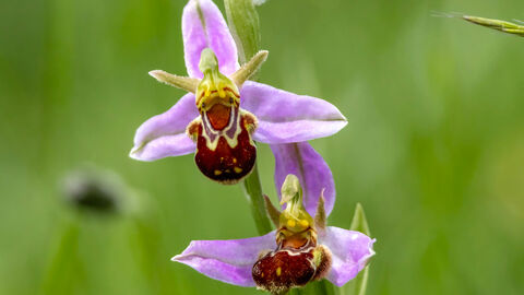 Bee orchid close-up showing flower detail